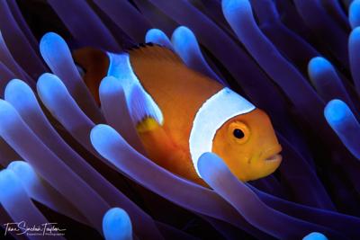 Il marchigiano Giorgio Montanini protagonista a Nemo - Nessuno Escluso su Rai2 Il marchigiano Giorgio Montanini protagonista a Nemo - Nessuno Escluso su Rai2