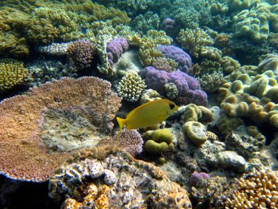 Il 93% della barriera corallina ha perso il colore — Greenpeace